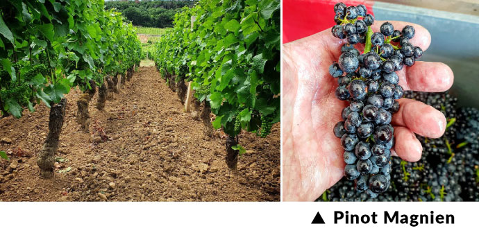 Pinot Magnien