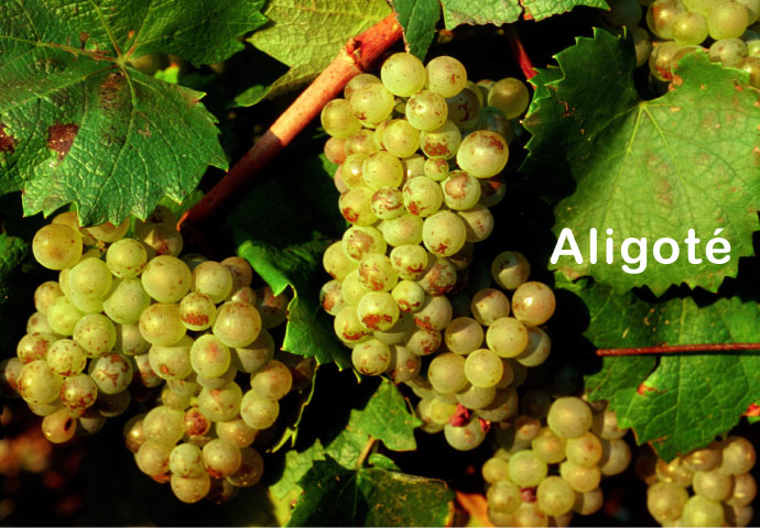 Aligoté Wine