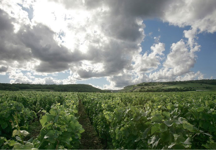 Clos des Monts Luisants