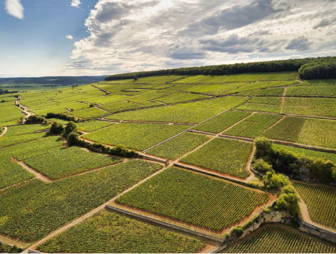 Domaine Taupenot-Merme