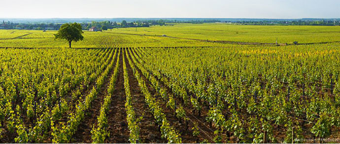 Puligny-Montrachet 1er Cru Les Folatières