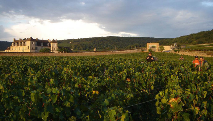 Domaine de la Vougeraie