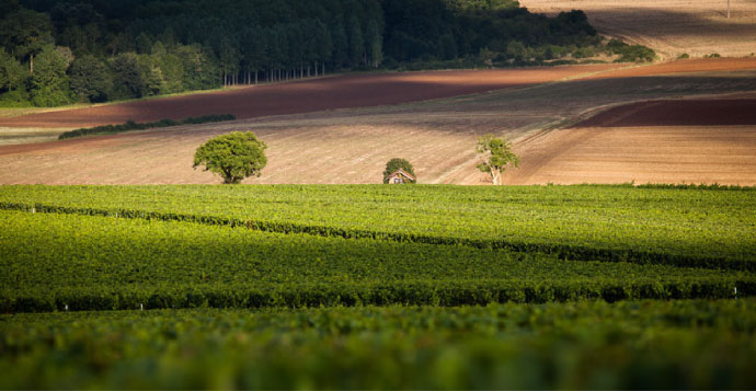 Chablis Wine