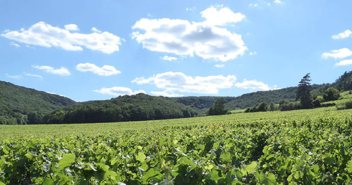 Les Champeaux 1er Cru 