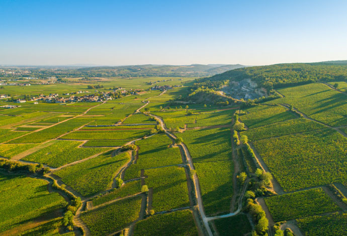 Chablis Wine