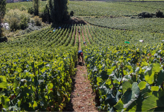 Domaine Robert Groffier