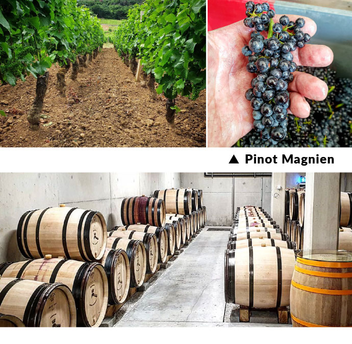 Domaine Henri Magnien