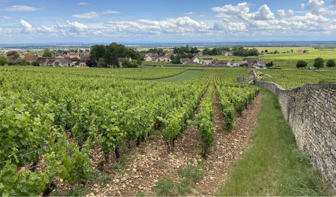 Domaine Thierry Mortet