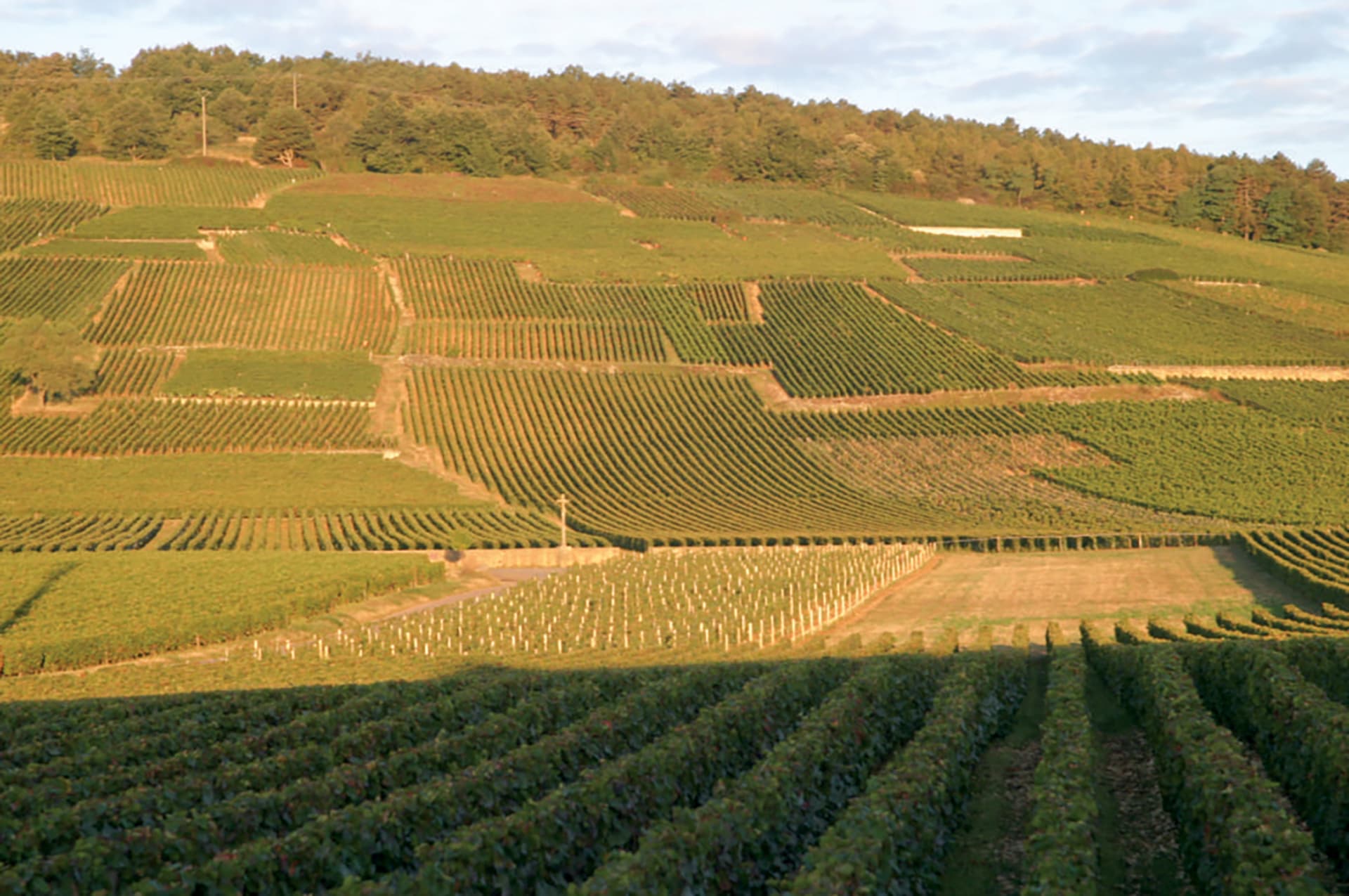 Romanée-Saint-Vivant Grand Cru