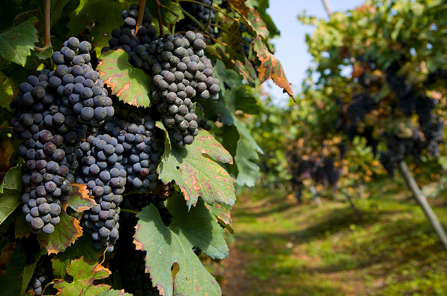 Nebbiolo