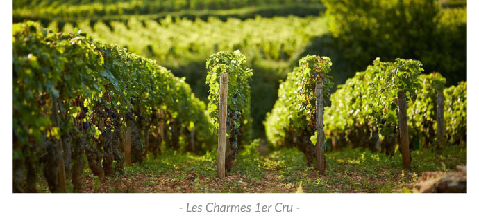 Les Charmes 1er Cru