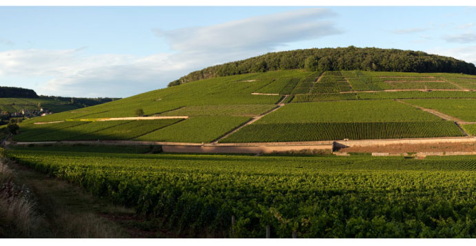 Domaine Berthelemot