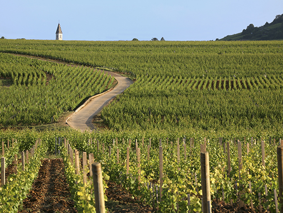 Coteaux Bourguignons Wine