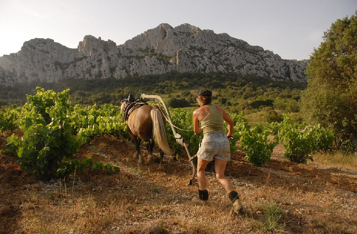 Domaine Les Astrelles